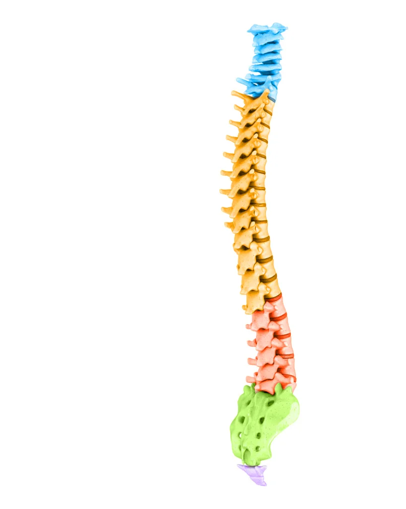 Full spine model showing the cervical, thoracic, lumbar, sacrum and coccyx sections