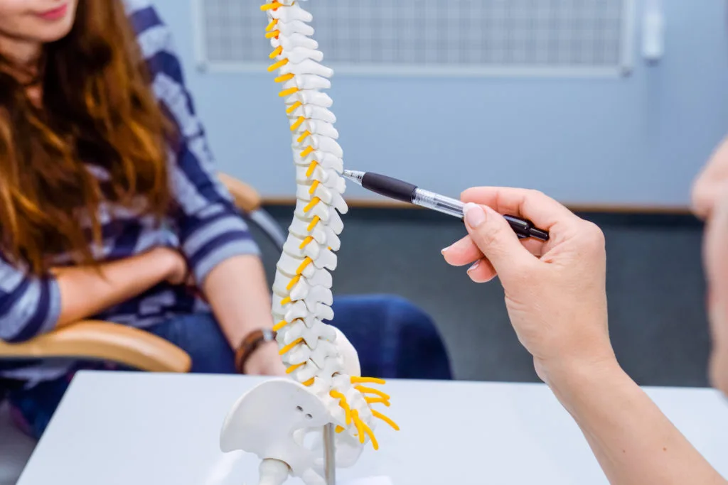 Spine model used to explain chiropractic care